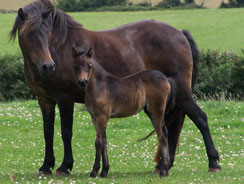 a dartmoor mare called teighead dawn with a foal