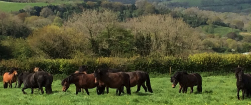 mares Milling around waiting to foal