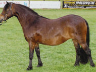 dartmoor mare called newoak first edition