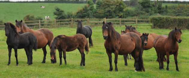 newoak mares and foals in a feild