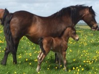 newoak speciall  edition with a foal