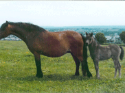 dartmoor mare called newoak willow with a foal