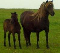 newoak limited edition with foal at foot