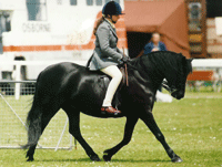 a dartmoor mare called jurstone parke eliza