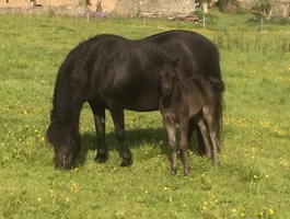 dartmmor mare called newoak fable
