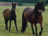 dartmoor mare called treworgan sarabell