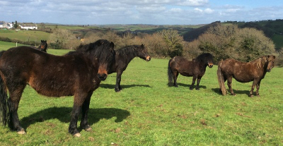 mares Milling around waiting to foal
