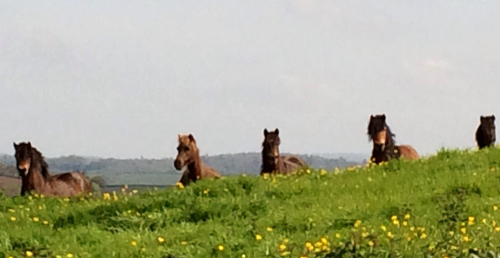 mares Milling around waiting to foal